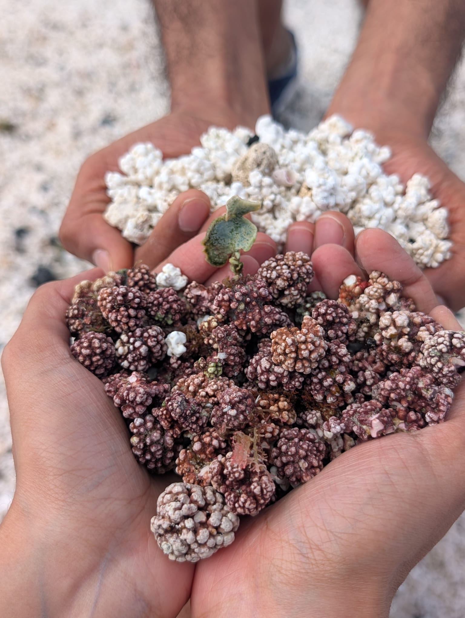 Popcorn Beach, Lobos Island and Dunes tour